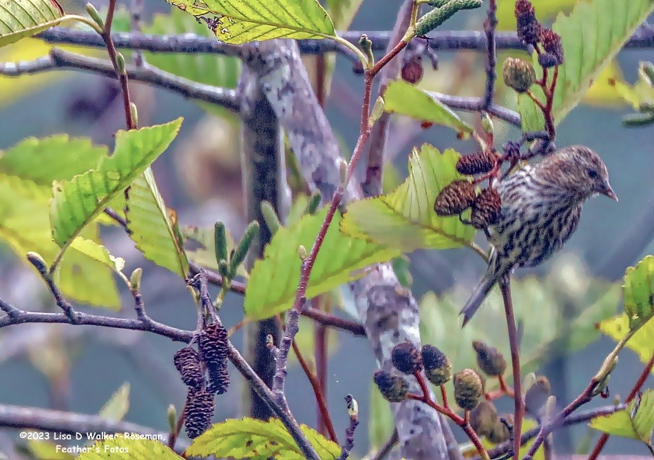 Pine Siskin - Lisa Walker-Roseman