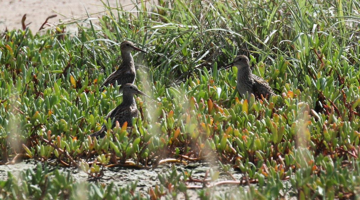 Pectoral Sandpiper - ML609677991