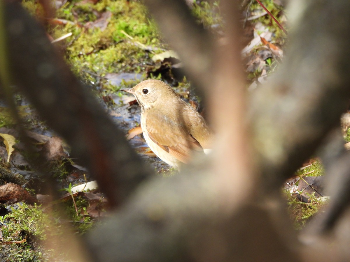 Hermit Thrush - ML609678171