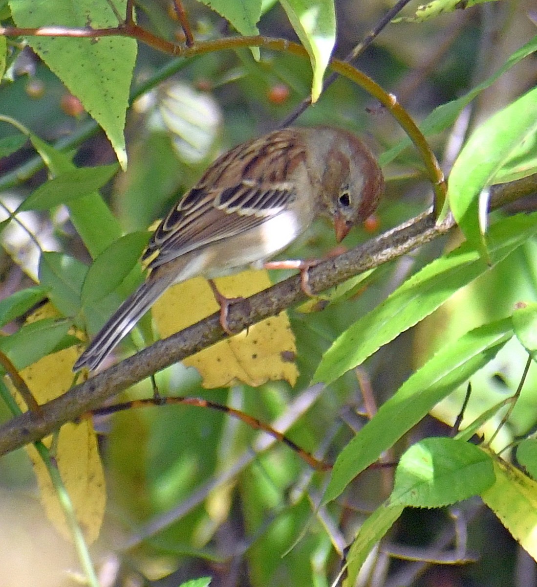 Field Sparrow - Edward Clark