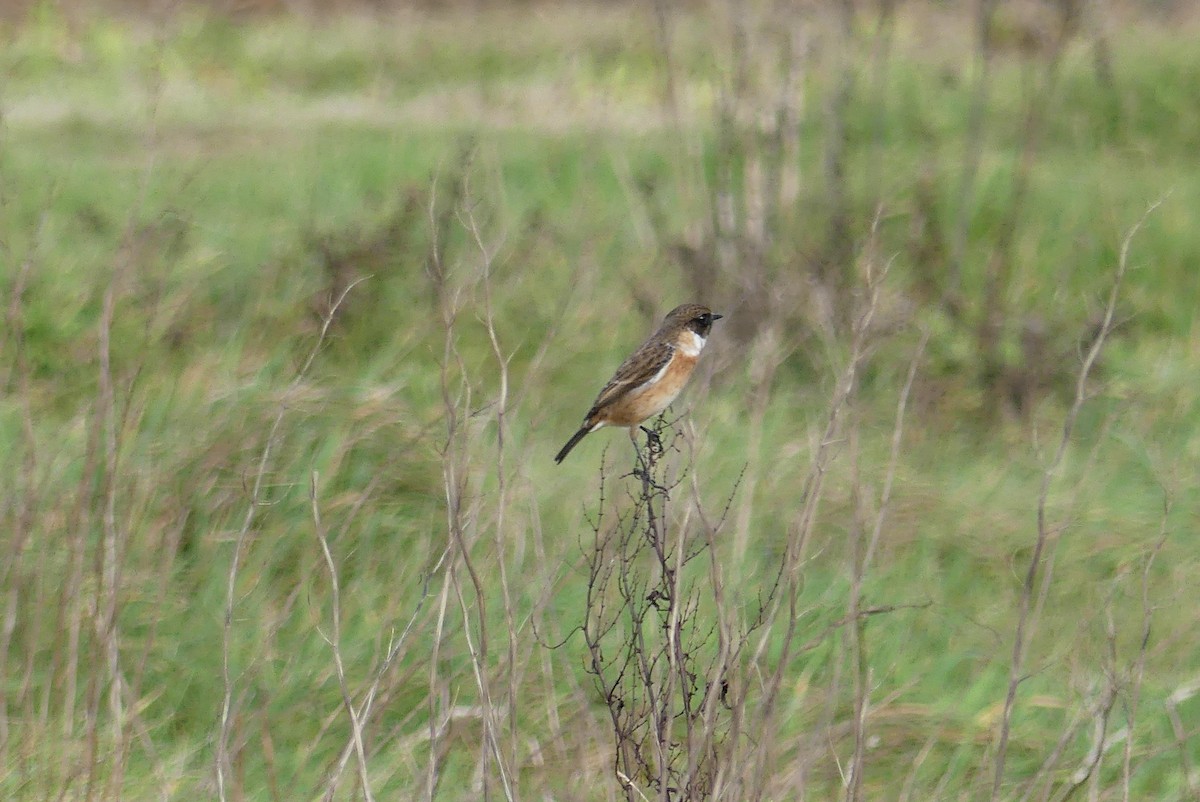 European Stonechat - ML609678323