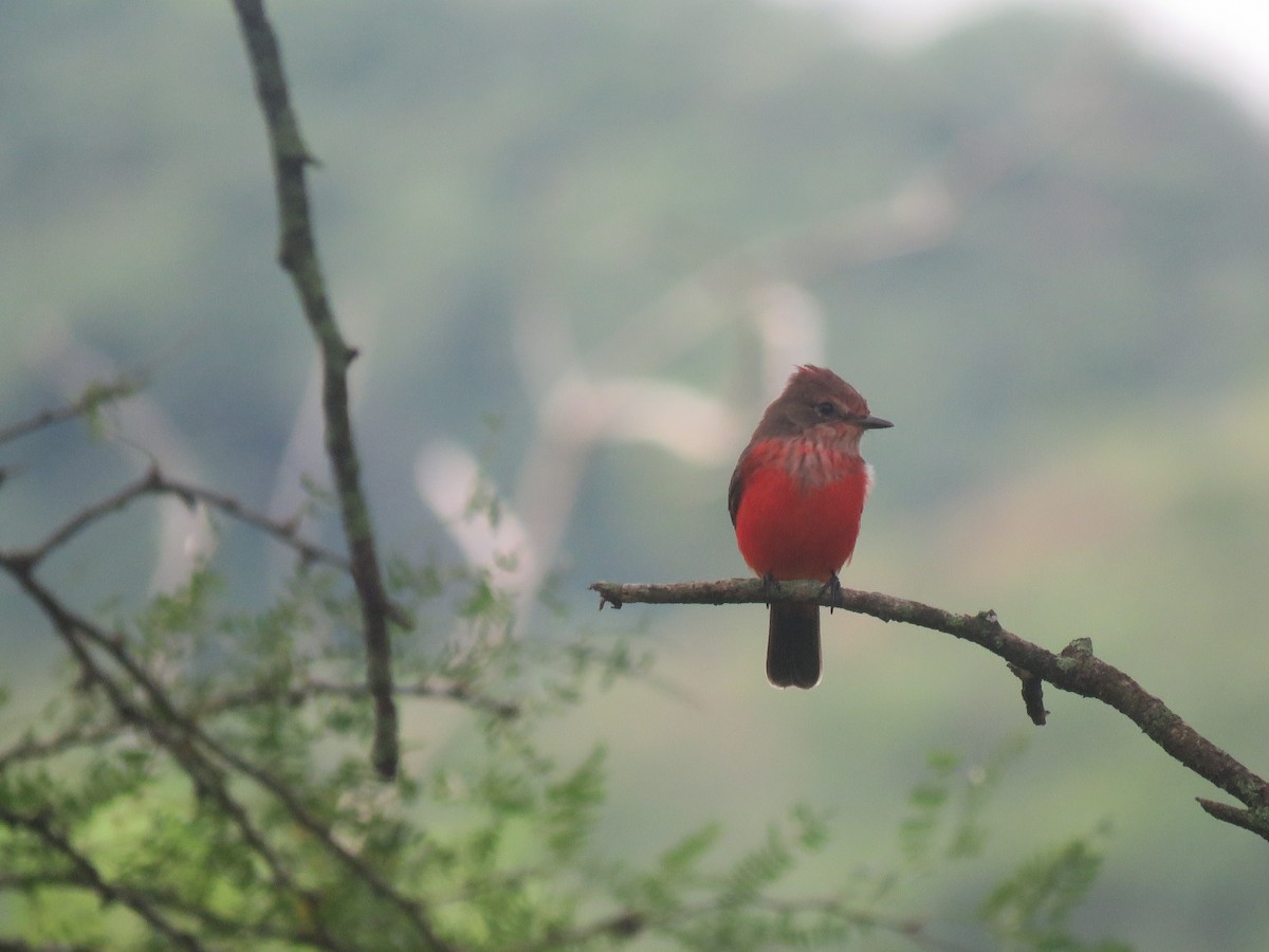 Vermilion Flycatcher - ML609678442