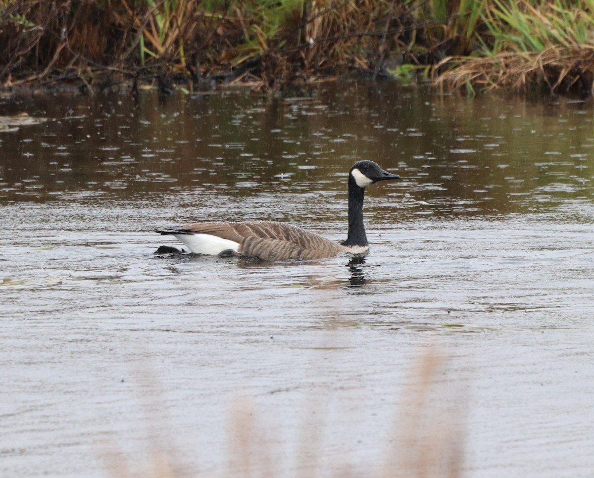 Canada Goose - ML609678492