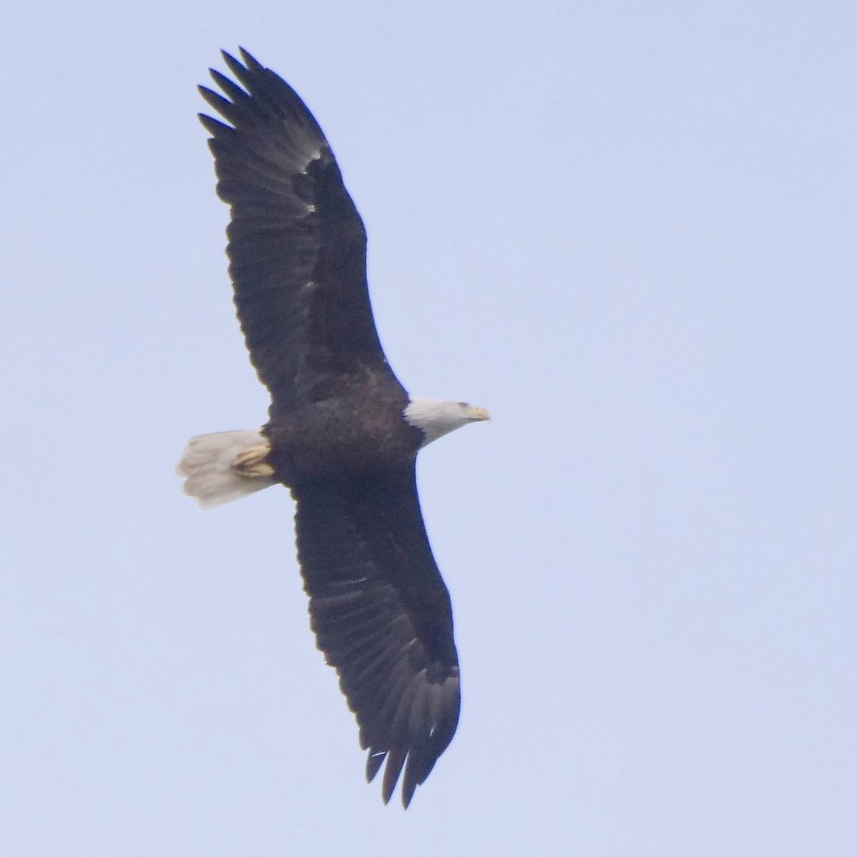 Bald Eagle - ML609678550