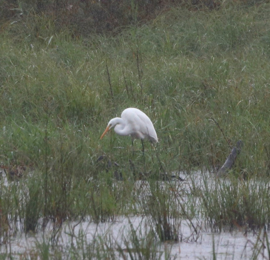 Great Egret - ML609678558