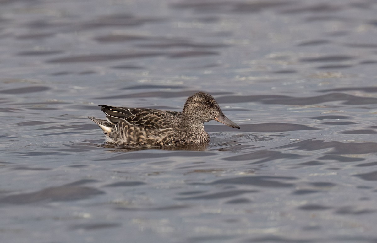 Green-winged Teal - ML609678569