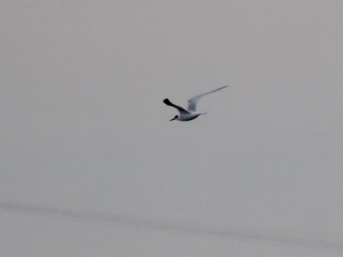 Forster's Tern - ML609678600