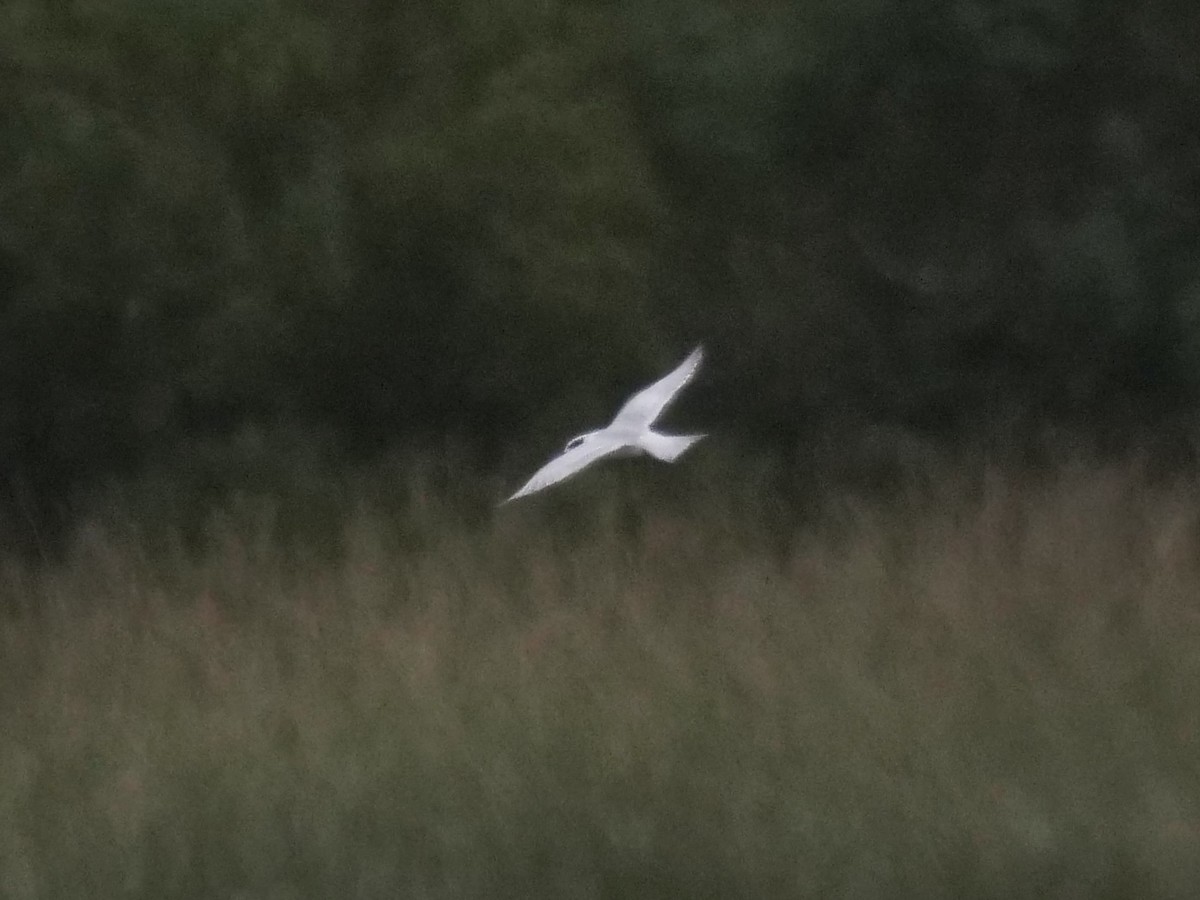 Forster's Tern - ML609678601