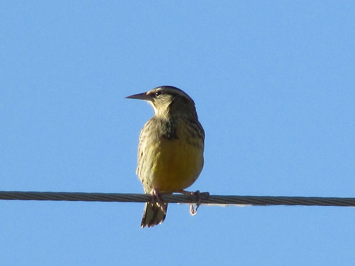 Western Meadowlark - ML609678640