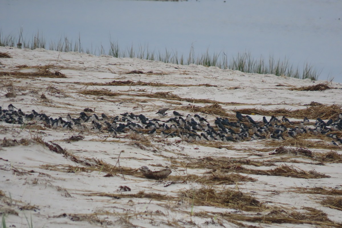 Tree Swallow - ML609678812