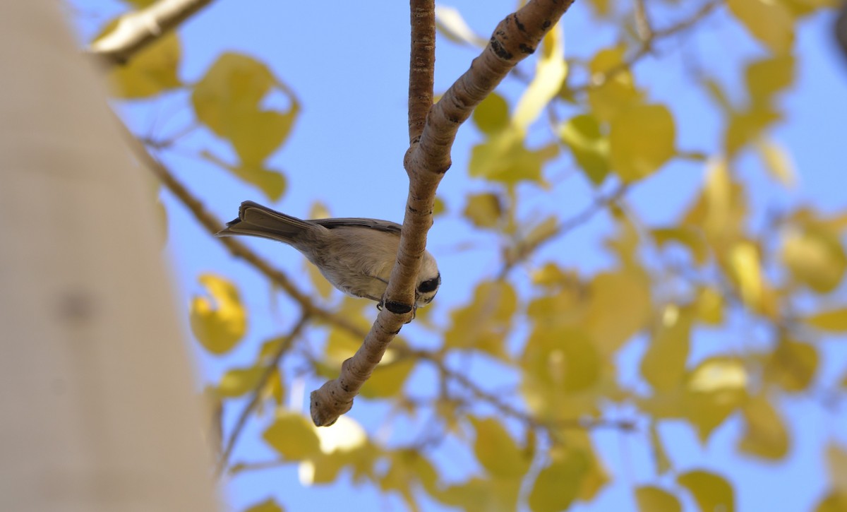 Mountain Chickadee - ML609679049