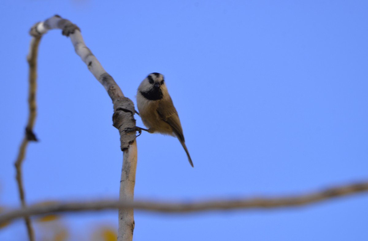 Mountain Chickadee - ML609679050