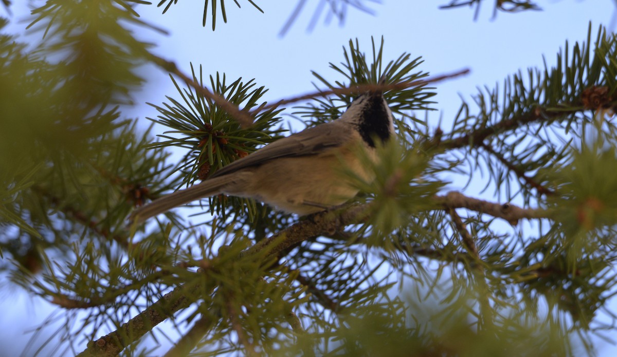 Mountain Chickadee - ML609679051