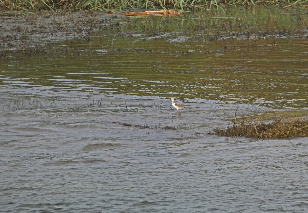 Marsh Sandpiper - Francisco Javier Calvo lesmes