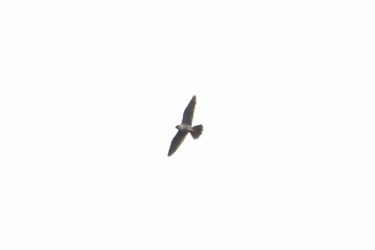 Peregrine Falcon - ML609679082