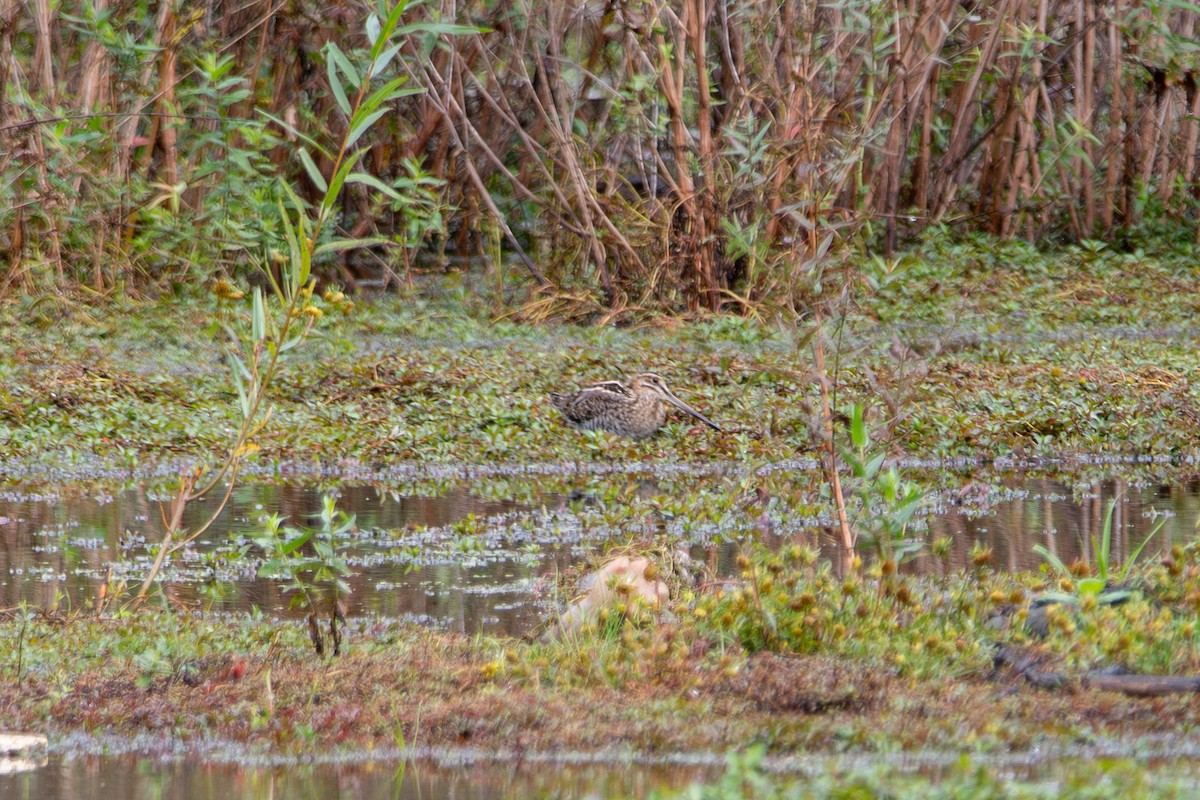 Wilson's Snipe - ML609679089