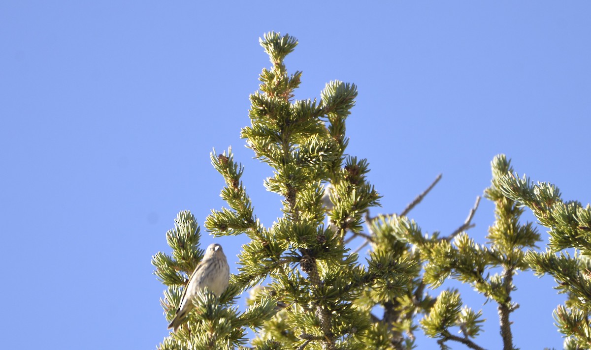 Pine Siskin - ML609679115