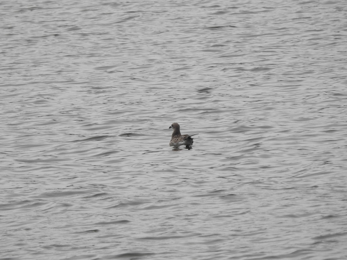 Mouette atricille - ML609679141