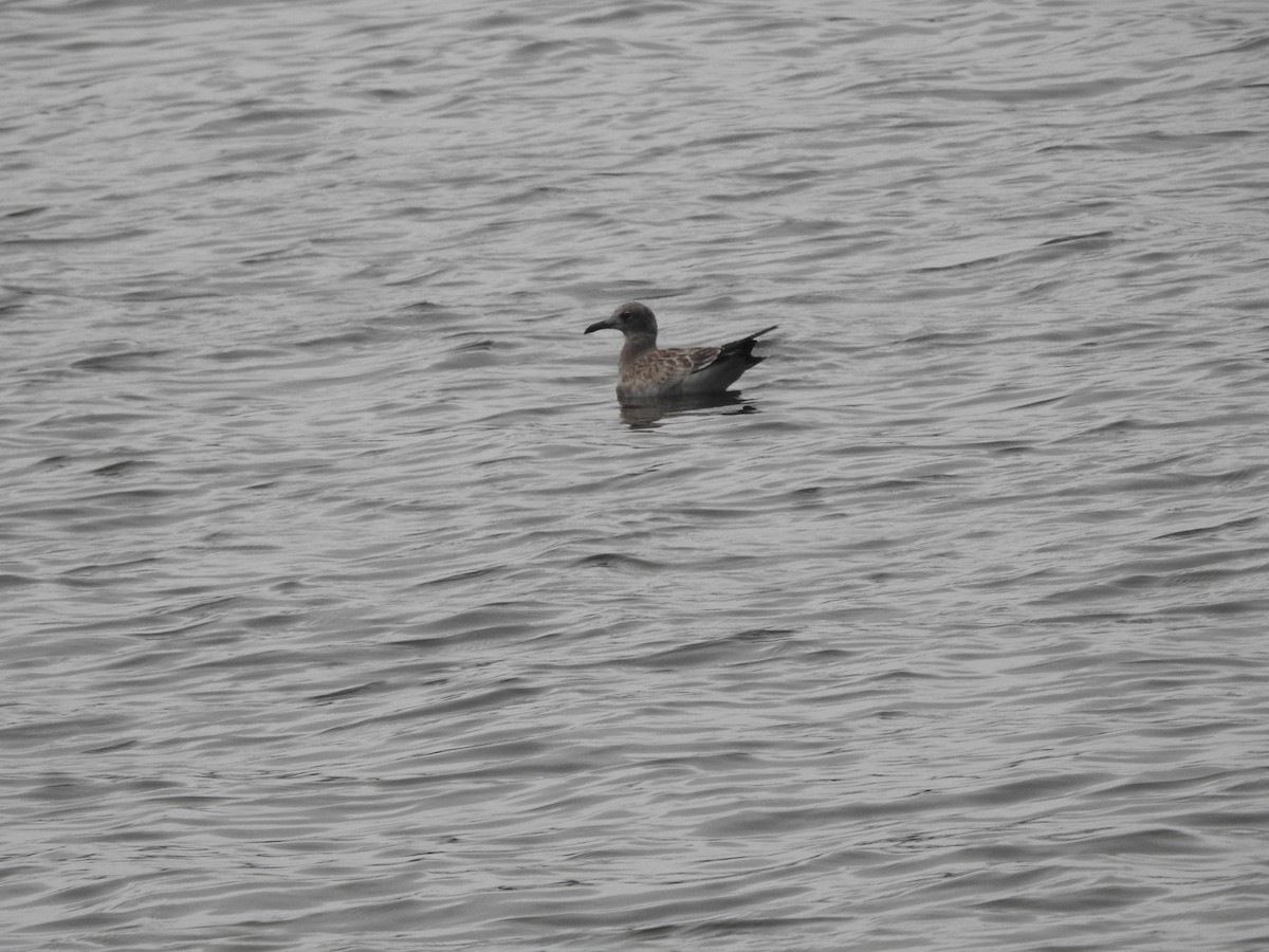 Laughing Gull - ML609679142