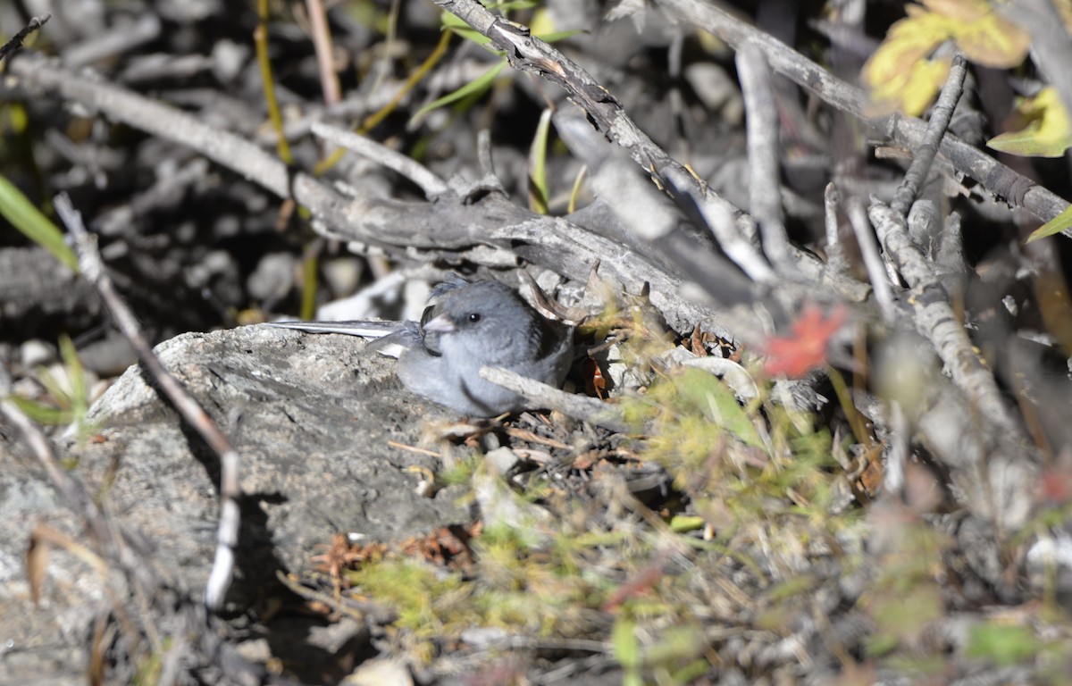 Dark-eyed Junco - ML609679319