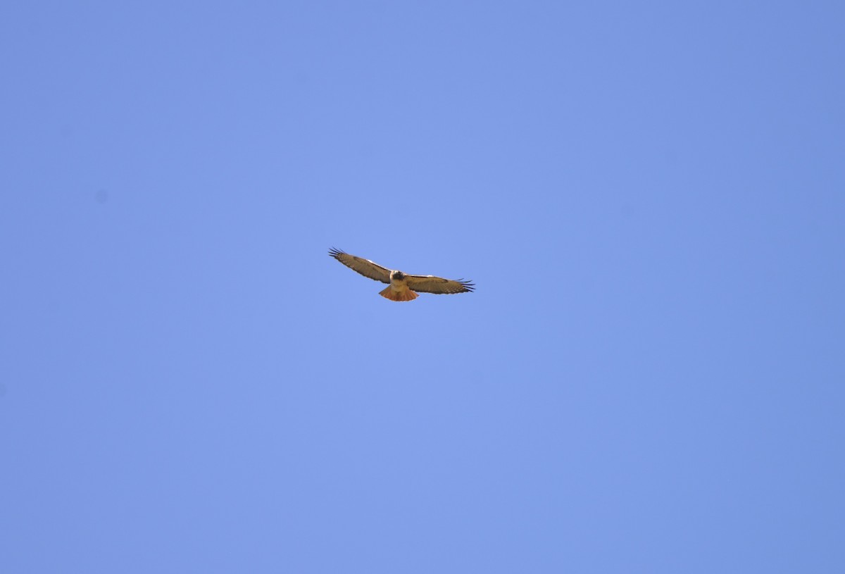 Red-tailed Hawk - Klaus Bielefeldt