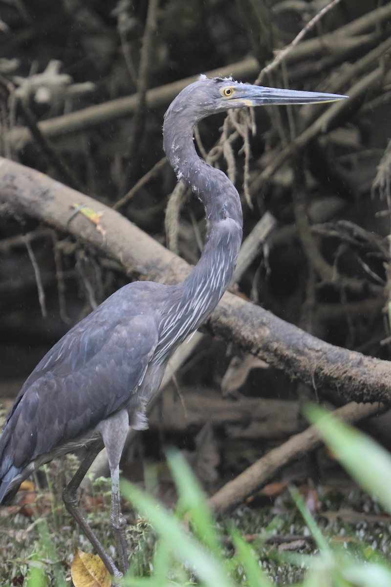 Great-billed Heron - ML609679382