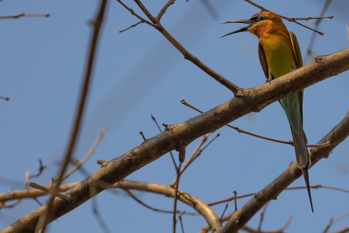 Blue-tailed Bee-eater - Jaap Velden