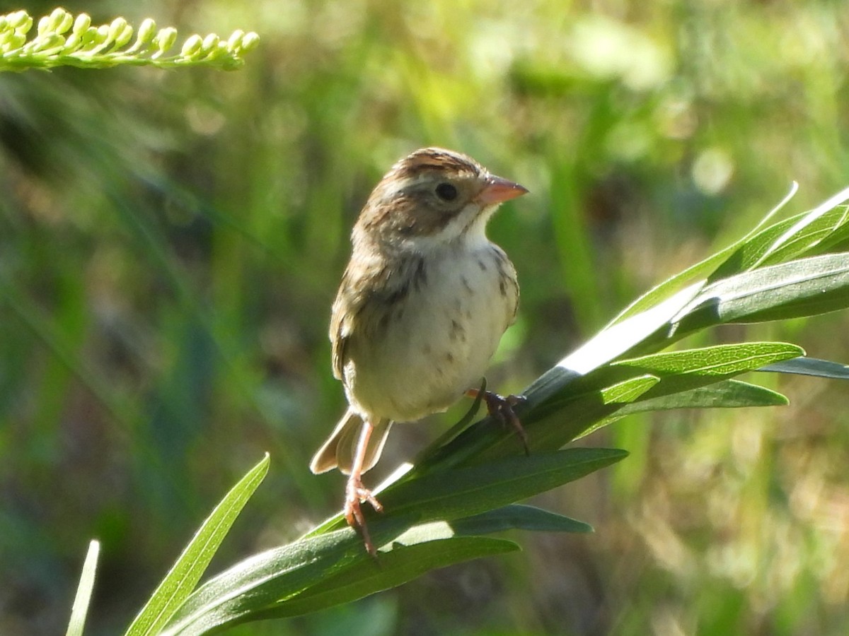 Clay-colored Sparrow - John Yuhasz