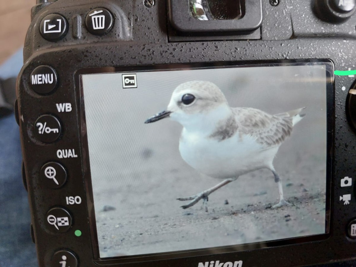 Snowy Plover - ML609679565