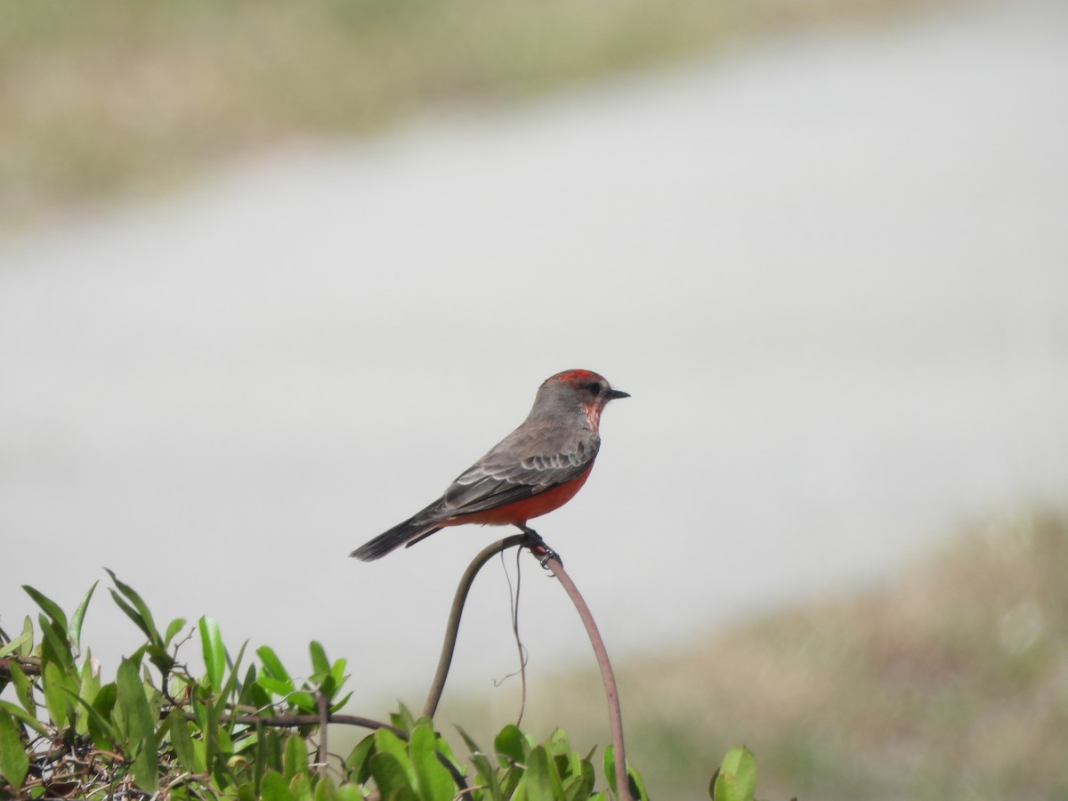 Vermilion Flycatcher - ML609679583