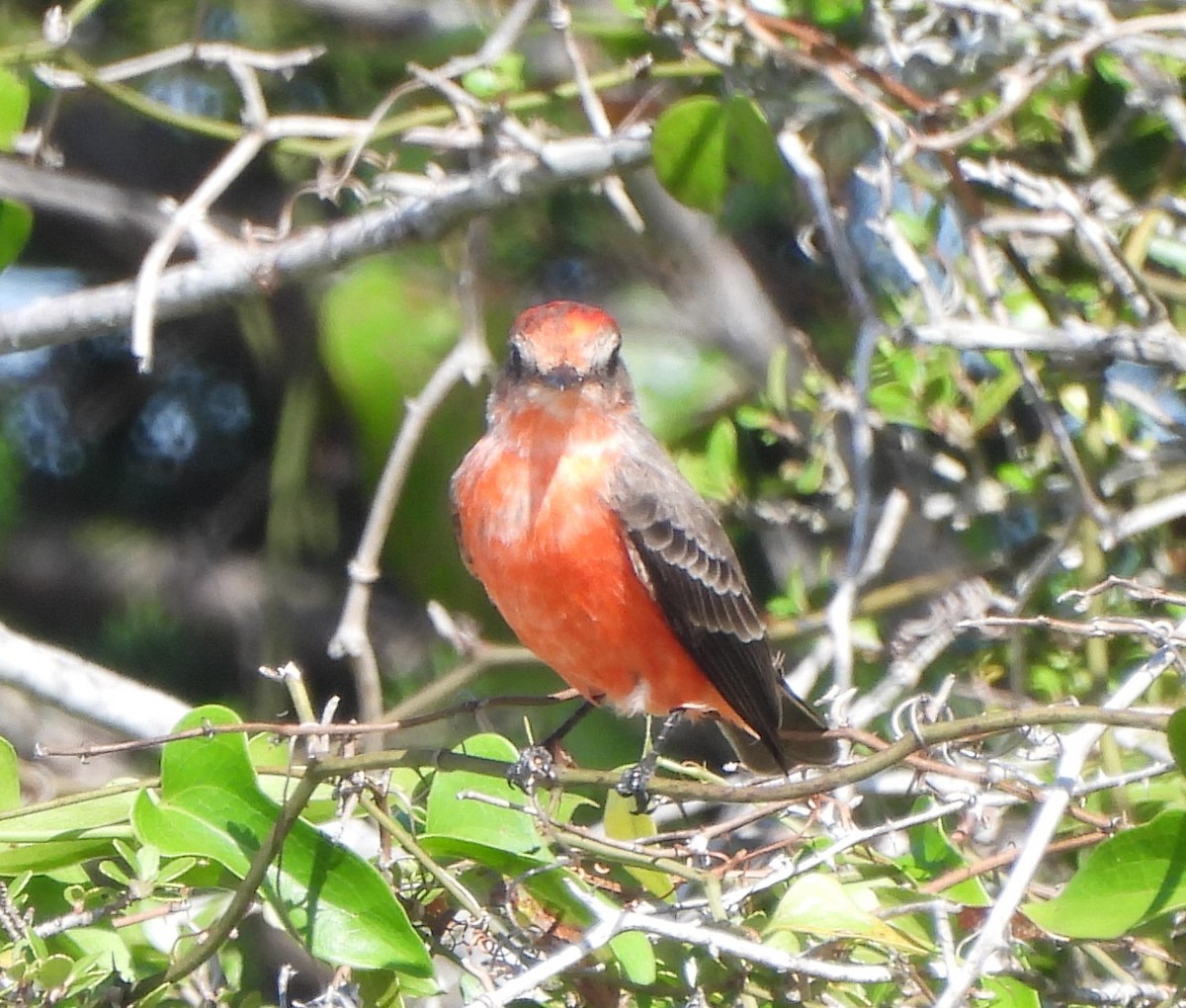 Vermilion Flycatcher - ML609679600