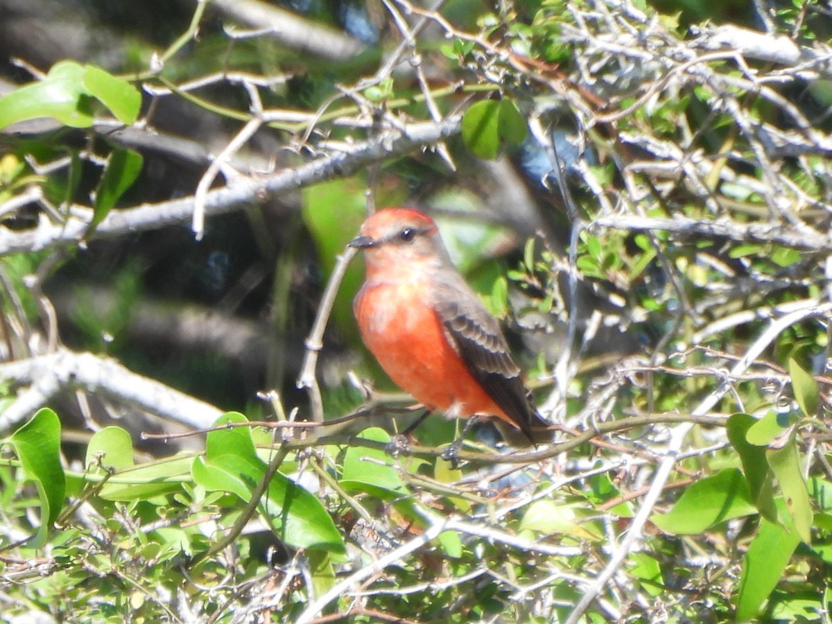 Vermilion Flycatcher - ML609679641