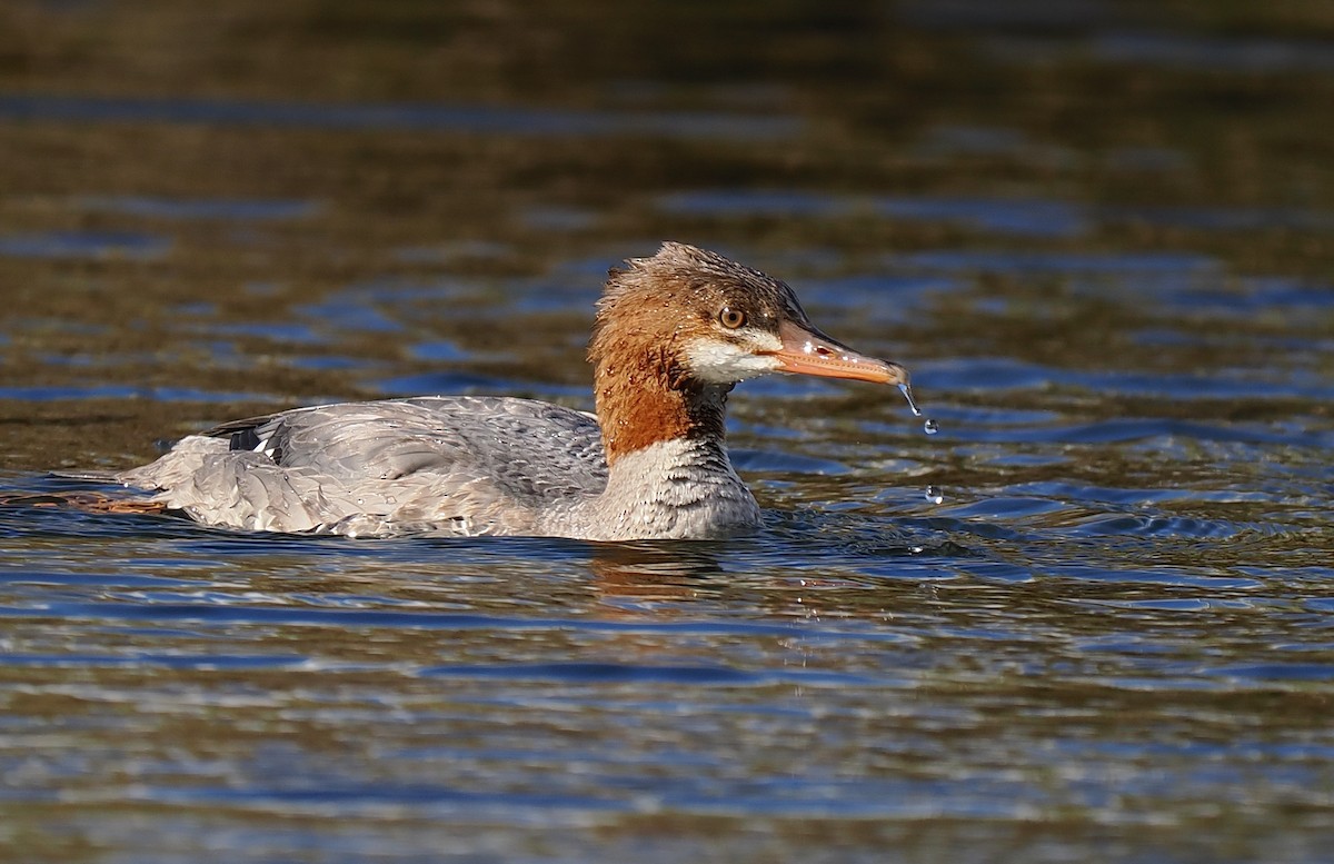 Common Merganser - ML609679761