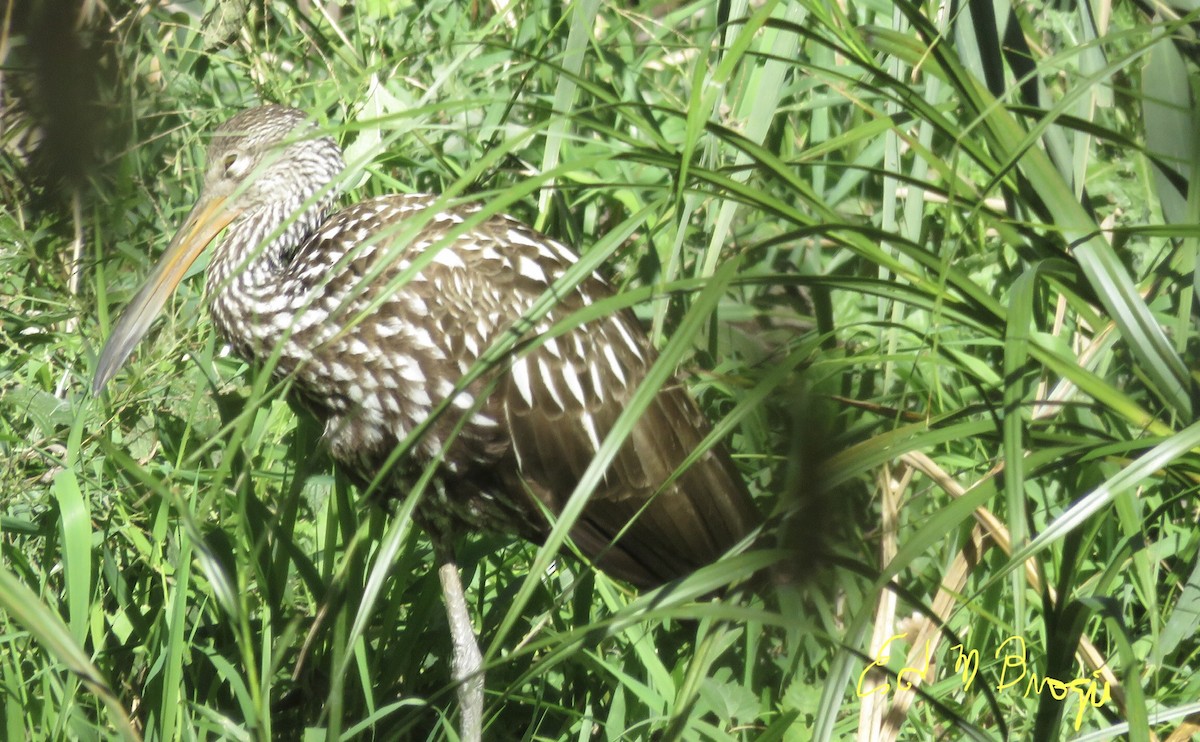 Limpkin - Ed M. Brogie