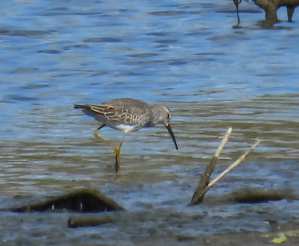 Stilt Sandpiper - ML609679830