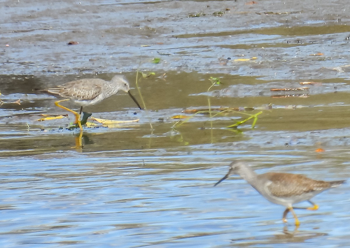 Stilt Sandpiper - ML609679832