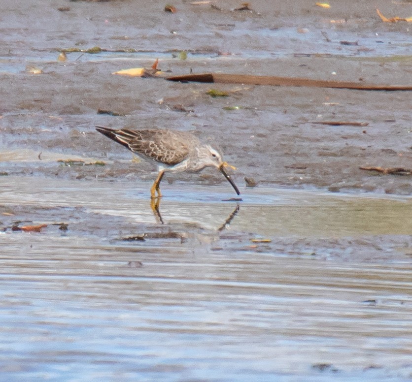 Stilt Sandpiper - ML609679833