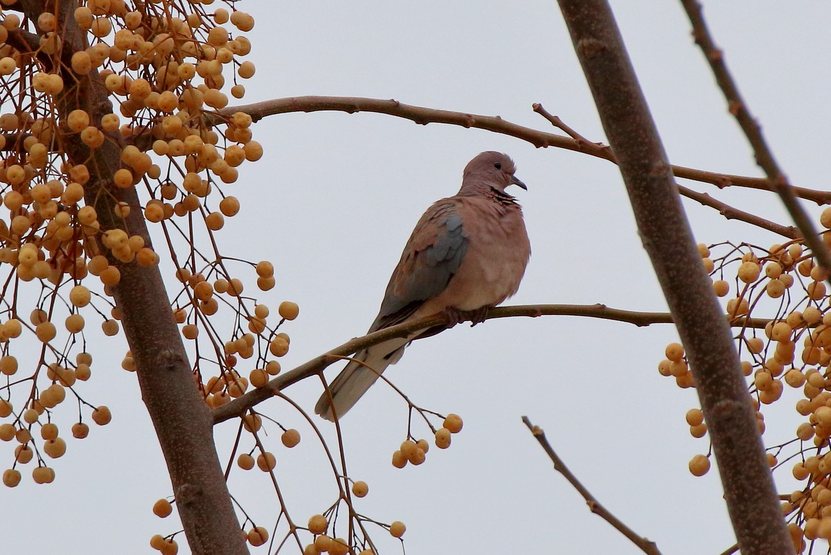 Laughing Dove - ML609679878