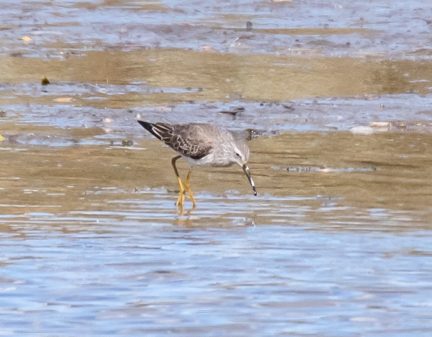 Stilt Sandpiper - ML609679903