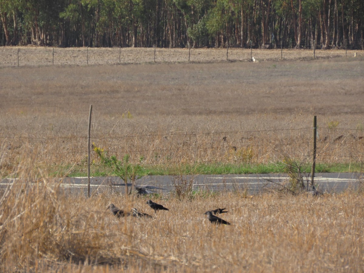 Eurasian Jackdaw - ML609680107