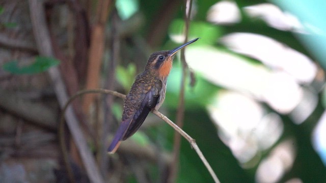 Saw-billed Hermit - ML609680221