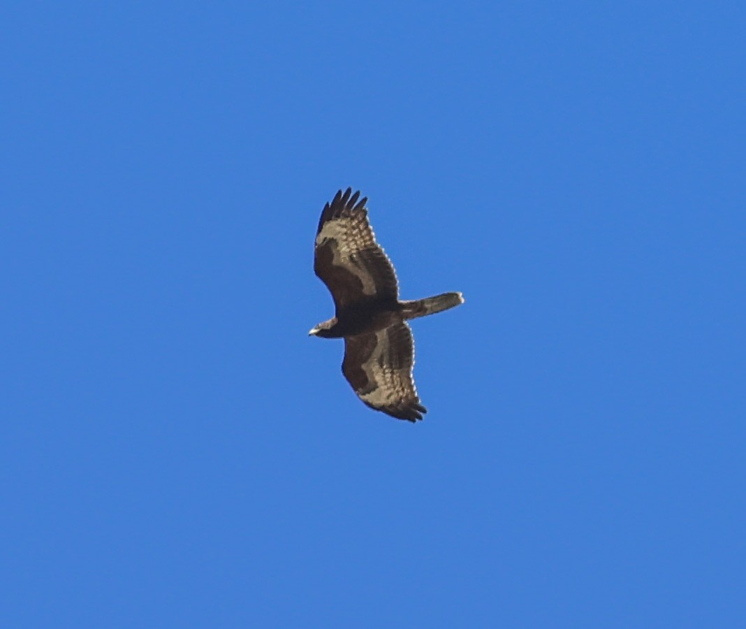 European Honey-buzzard - Pam Rasmussen