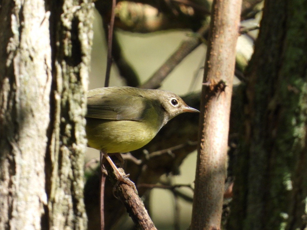 Connecticut Warbler - ML609680379