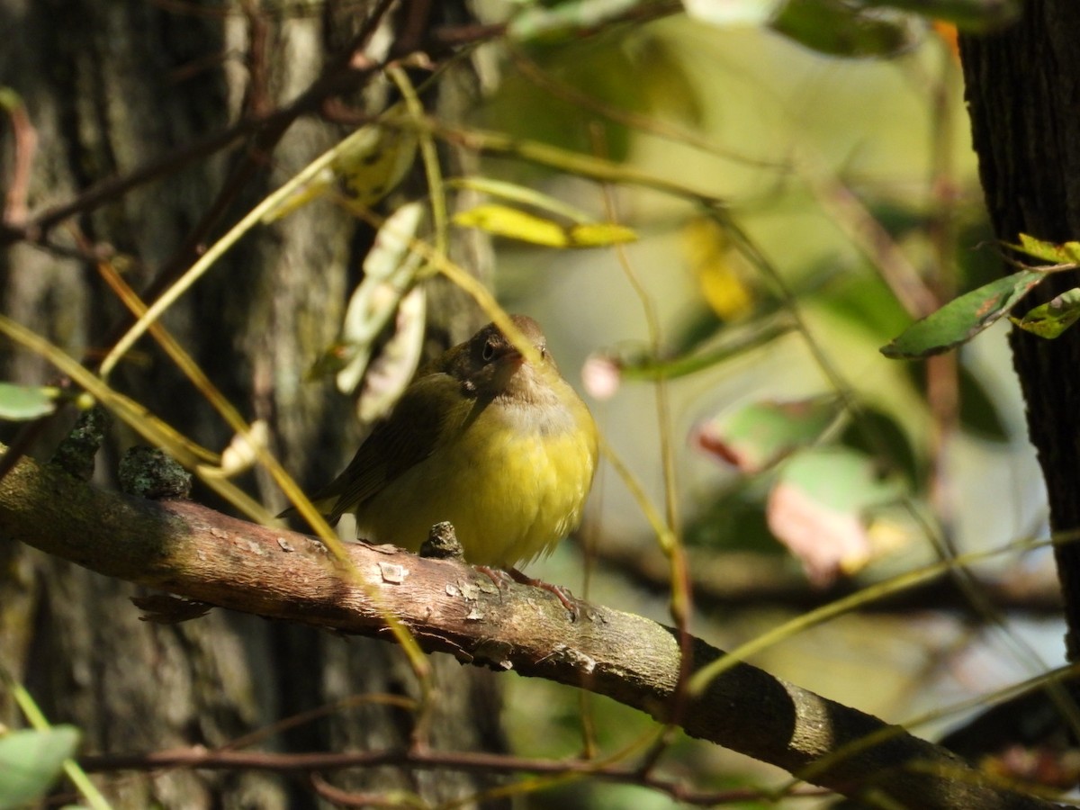 Connecticut Warbler - ML609680380