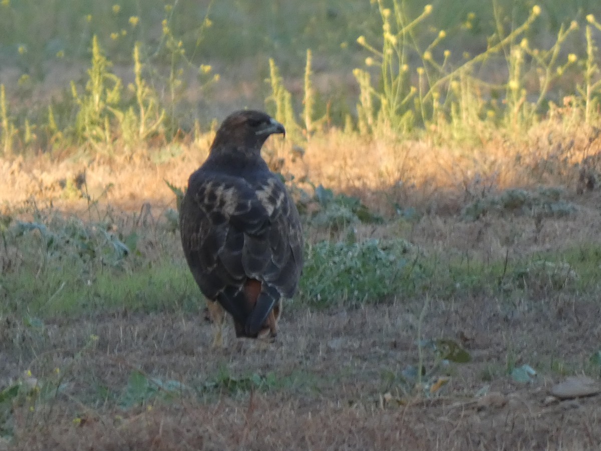 Red-tailed Hawk - ML609680704