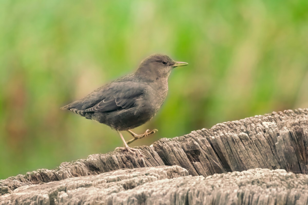 American Dipper - ML609680750