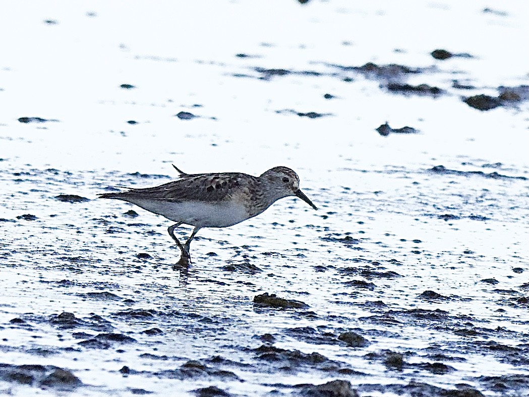 Baird's Sandpiper - ML609680873