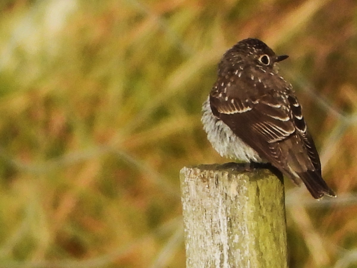 Dark-sided Flycatcher - Per Harald Pedersen