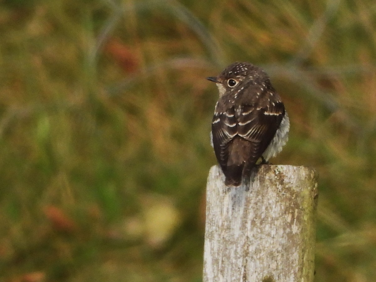 Dark-sided Flycatcher - ML609680966