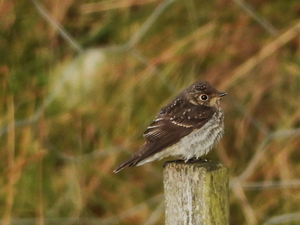 Dark-sided Flycatcher - Per Harald Pedersen